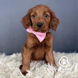 Sherbet - Red male Companion Cross puppy in Utah County, Utah from Big Hearted Breeders