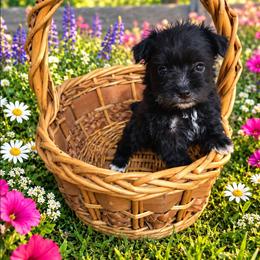 Ziti - Black female Miniature Schnauzer puppy in Allison, Iowa from Firefly Stables