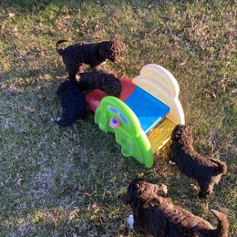 Portuguese Water Dog Puppies from Infiniti