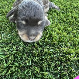 Tilly - Liver male Miniature Schnauzer puppy in Big Point, Mississippi from Lorraine's Miniature Schnauzers