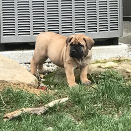 Boerboel Puppies from Fueled Kennel