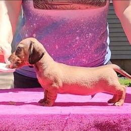 Kaz - Red male Dachshund puppy in Mountain Grove, Missouri from Blueprint K9 Dachshunds- www.BlueprintK9.com