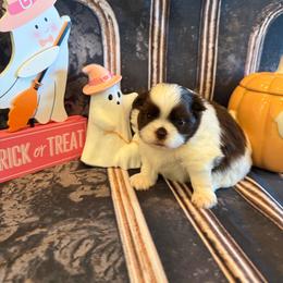 Lucy - Chocolate female Shih Tzu puppy in Success, Missouri from Sweet Success
