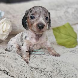 Chickadee - Piebald female Dachshund puppy in Herald, California from Bluegum Dachshunds