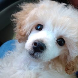 Poodles from Namida Toy Poodles