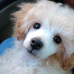 Poodles from Namida Toy Poodles