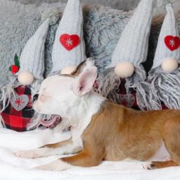 Boston Terrier Puppies from Buster’s Boston Babes