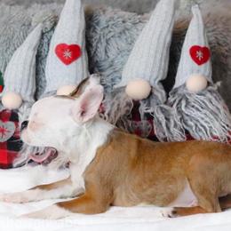 Boston Terrier Puppies from Buster’s Boston Babes