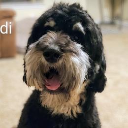 Kodi - Goldendoodle