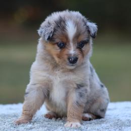 Aspen - Blue merle female Toy Australian Shepherd puppy in Bauxite, Arkansas from J & B Mini Aussies