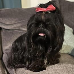 Shih Tzus from Kara’s Shih Tzu Kuties