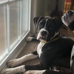 Boxers from Jordan's Boxers