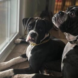 Boxers from Jordan's Boxers