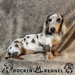 Sky - Dachshund