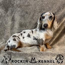 Sky - Dachshund