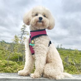 Frisco - Goldendoodle