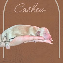 Cashew - Cream male Dachshund puppy in 77304, Texas from Little Valley Puppies