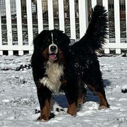 Philip - Bernese Mountain Dog