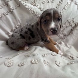 Whiskey - Blue merle male Catahoula Leopard Dog puppy in Cottonwood, California from Cottonwood Creek Catahoula’s