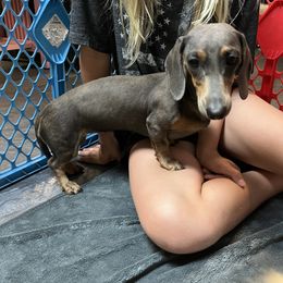 Beyla - Dachshund