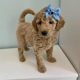 Aussiedoodle and Labradoodle Puppies from Doodles on Duty