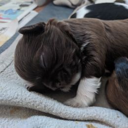 Shih Tzu Puppies from Tough Shih