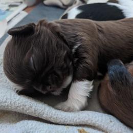 Shih Tzu Puppies from Tough Shih