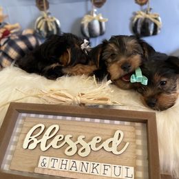 Yorkshire Terrier Puppies from Yuppie Yorkies