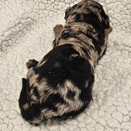 Julia - Merle female Goldendoodle puppy in Forney, Texas from Cityline Goldendoodles