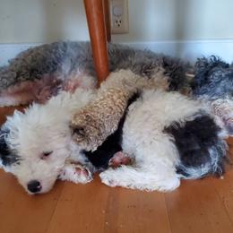 Pomeranian and Sheepadoodle Puppies from Fluffy Wonders Poms and Doodles