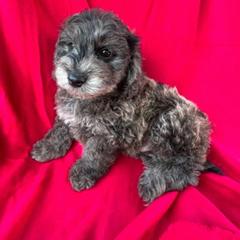 Shadow - Blue merle male Assorted Doodle Crosses puppy in Coal City, Indiana from Angel Blue Dogs