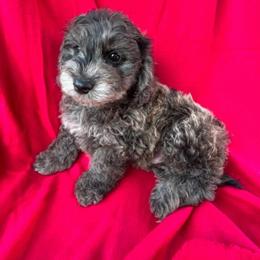 Shadow - Blue merle male Assorted Doodle Crosses puppy in Coal City, Indiana from Angel Blue Dogs