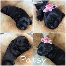 Patsy - Miniature Schnauzer puppy in Victorville, California from West Coast Royal Miniature Schnauzer