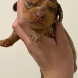 Shaded red dapple longhair male - Dapple male Dachshund puppy in El Paso, Texas from IVK9's Dachshunds