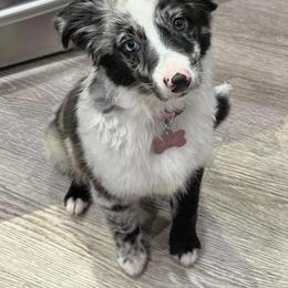 Australian Shepherd, Miniature American Shepherd, Miniature Australian Shepherd, and Toy Australian Shepherd Puppies from Double Moon