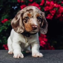Dachshunds from Dixon's Darlings