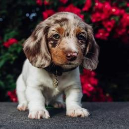 Dachshunds from Dixon's Darlings
