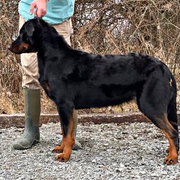 Teeter - Beauceron