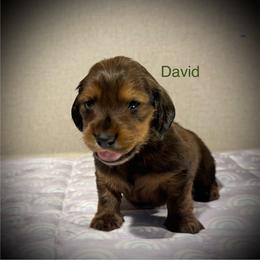 David - Red male Dachshund puppy in Bluff City, Tennessee from Sidanelv Dachshunds