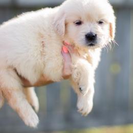 Pink dots - Light golden female Golden Retriever puppy in Denison, Texas from Blair Family Goldens