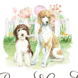 Great Danes and Poodles from Bear Creek Poodlery