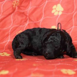 Fern-Burgandy collar - Phantom female Poodle puppy in Leonard, Texas from Deblyns Poodles