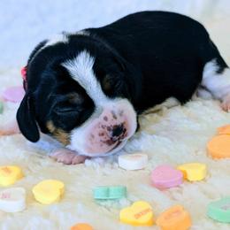 Beagle Puppies from Jennifer Knapp's Beagles