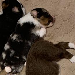 Australian Shepherds from Lakes Australian Shepherds