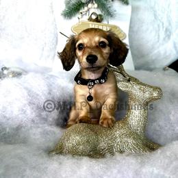Dachshund Puppies from M.H.P Dachshunds