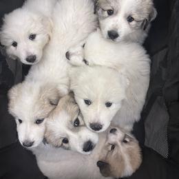 Great Pyrenees Puppies from McCarthy Ranchette LLC