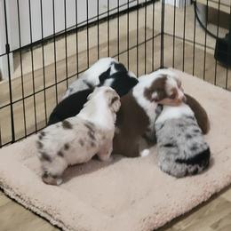 Australian Shepherd Puppies from Cornerstone Australian Shepherds