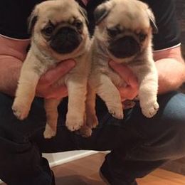 French Bulldogs and Pugs from David Cook