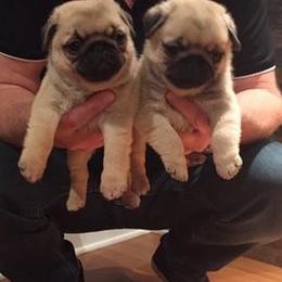 French Bulldogs and Pugs from David Cook