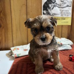 Girl T5 - Tan and white female Yorkshire Terrier puppy in Bear Creek, North Carolina from Yorkie Time